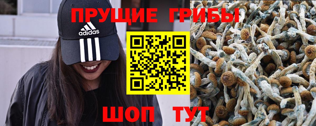 Псилоцибиновые грибы Psilocybine cubensis Когалым